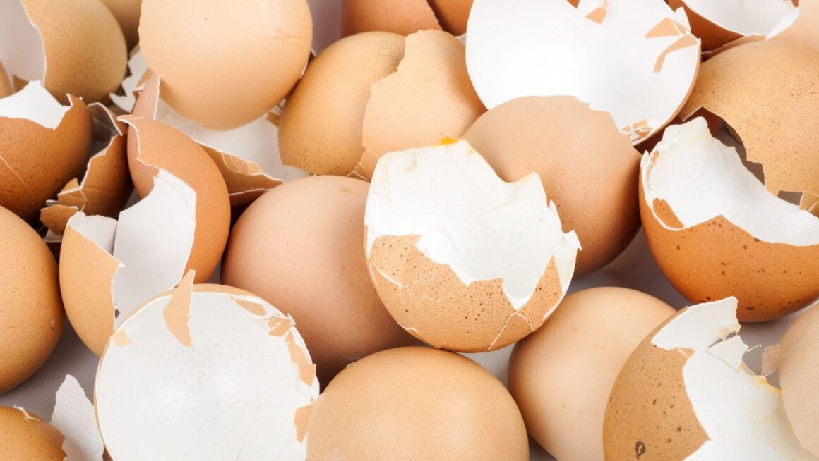 eggshell quality, eggshell nutrition, eggshell environmental factors, improve eggshell strength, eggshell calcium factors, eggshell production, eggshell health tips, poultry eggshell quality, influencing eggshells